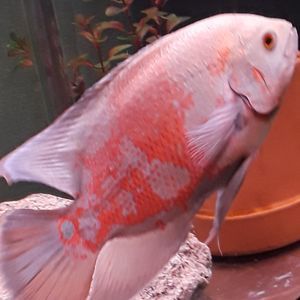 Meet your Posher, Slade